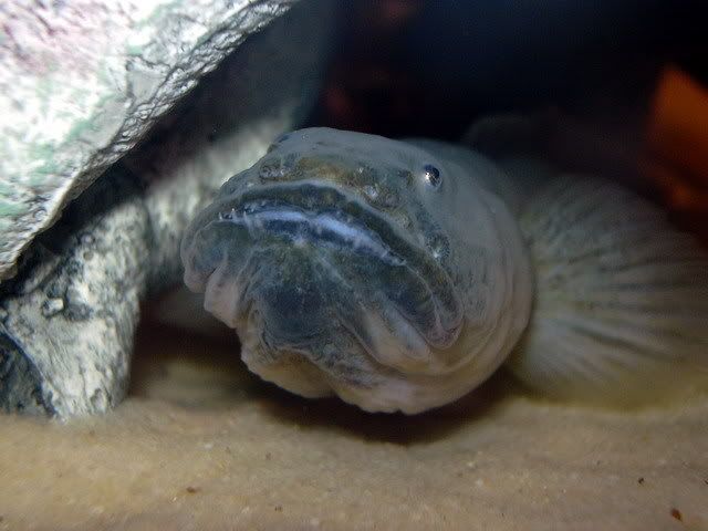 violetgoby10.jpg