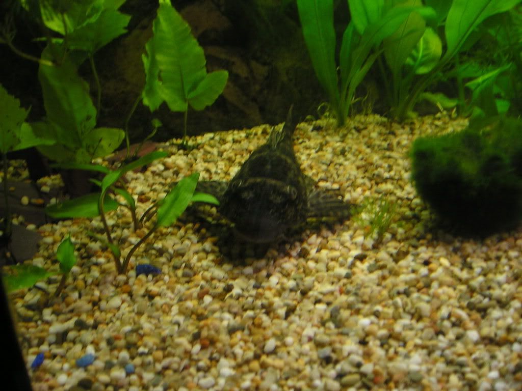 fishstuffforsale003.jpg