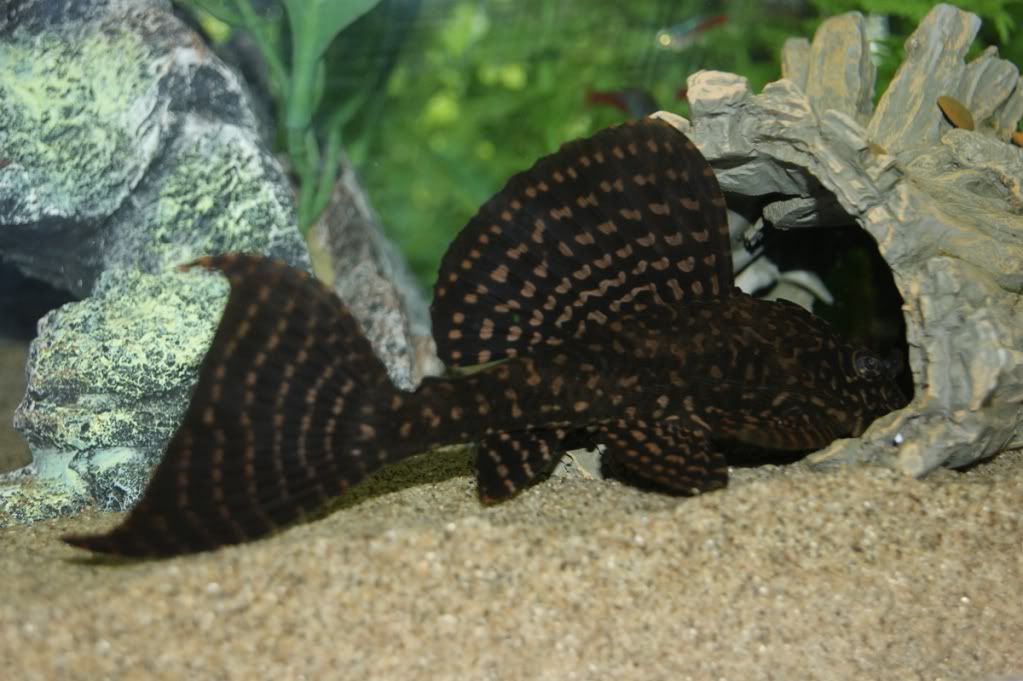 Leopardsailfin.jpg