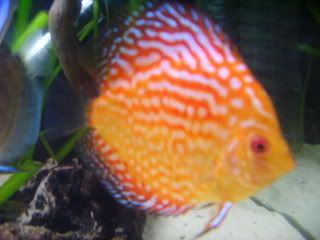 fish052.jpg