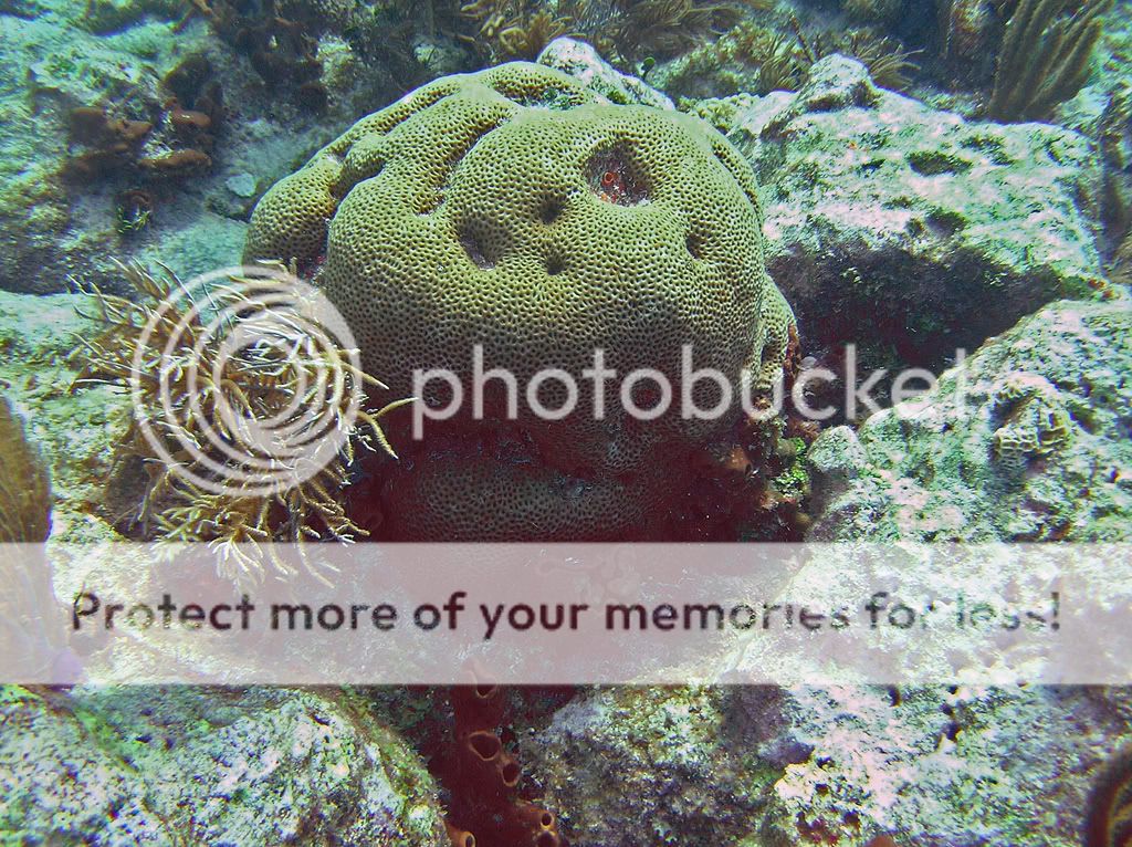 starletcoral0107.jpg