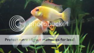 RyanandGoldenRams048.jpg