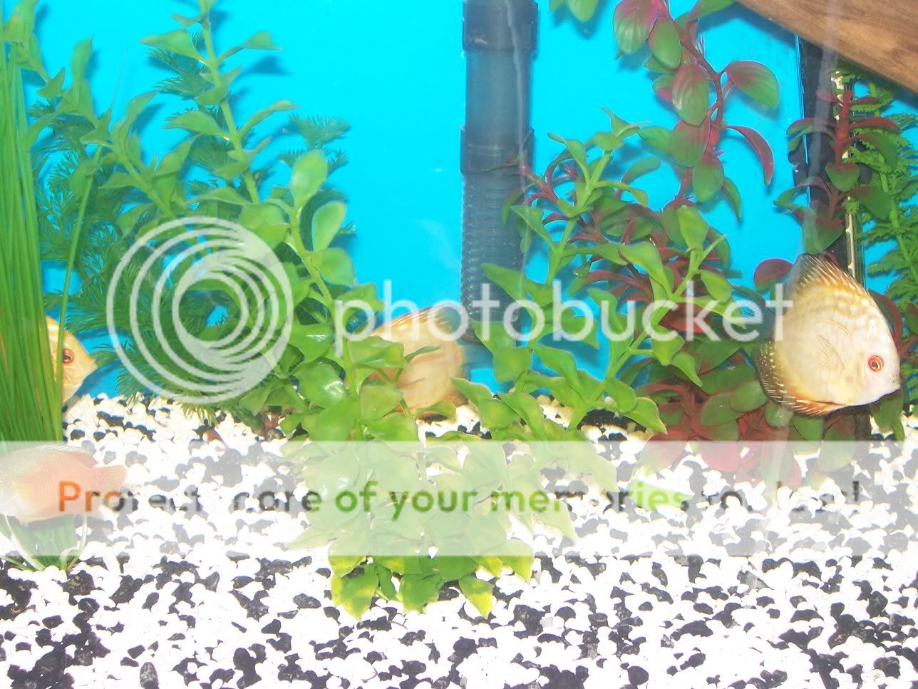 TangerineDiscus005.jpg