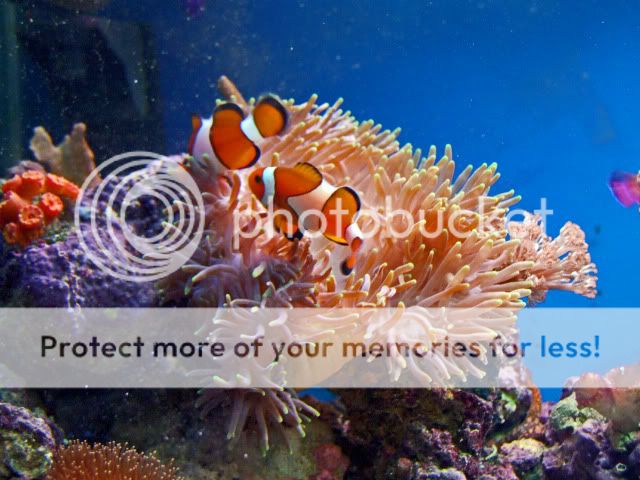 2009_1114Reef0030.jpg