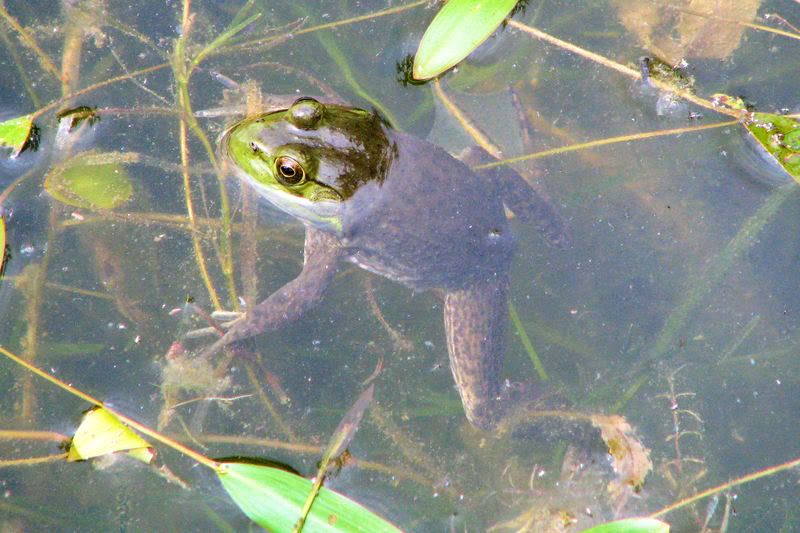 frog3.jpg