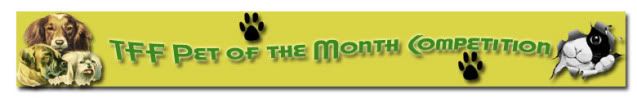 pet-banner-1.jpg
