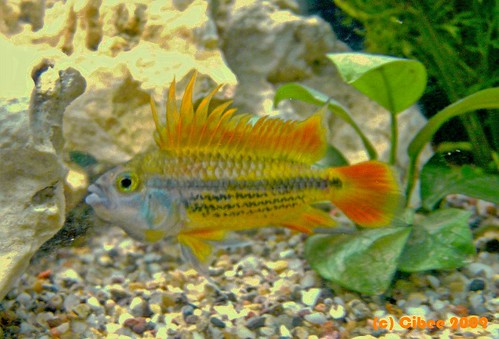 3216542918_d33dde8924.jpg