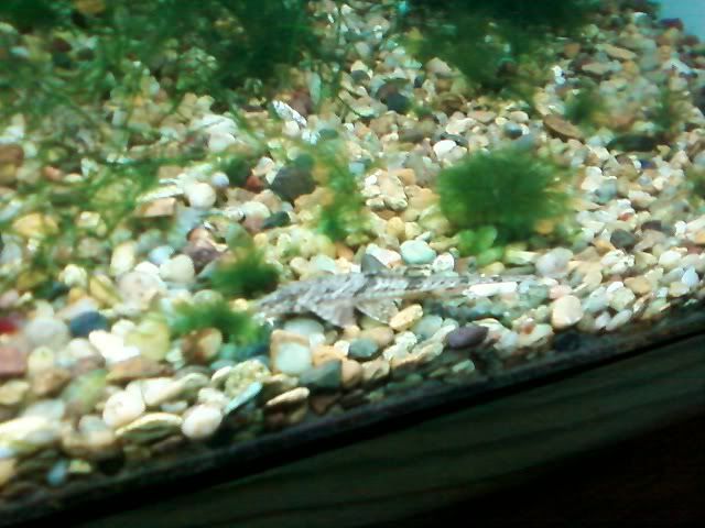 whiptail.jpg