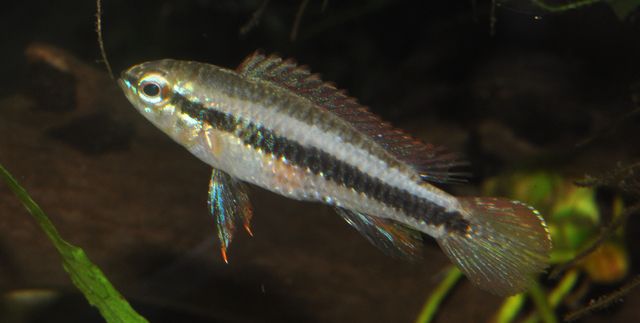 fishy1_zps652cbb02.jpg