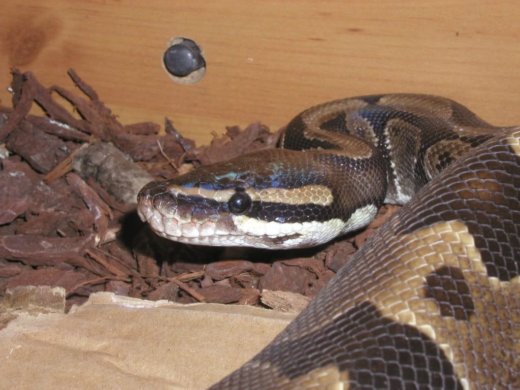 snake.jpg