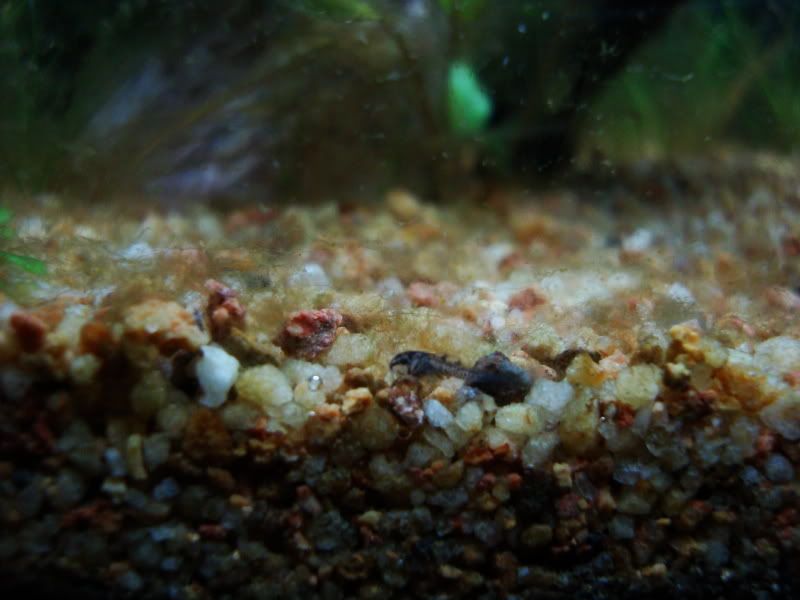 Miscfishpics026.jpg