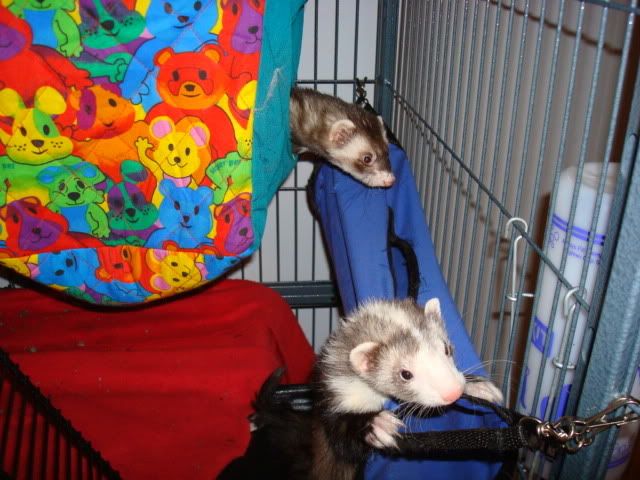 ferrets005.jpg