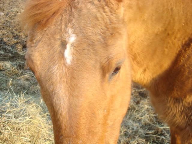 horsies011.jpg