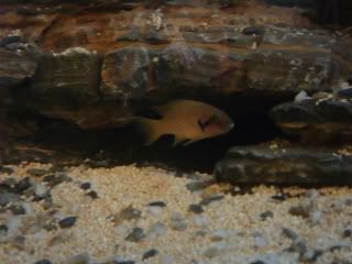 Splendens008.jpg