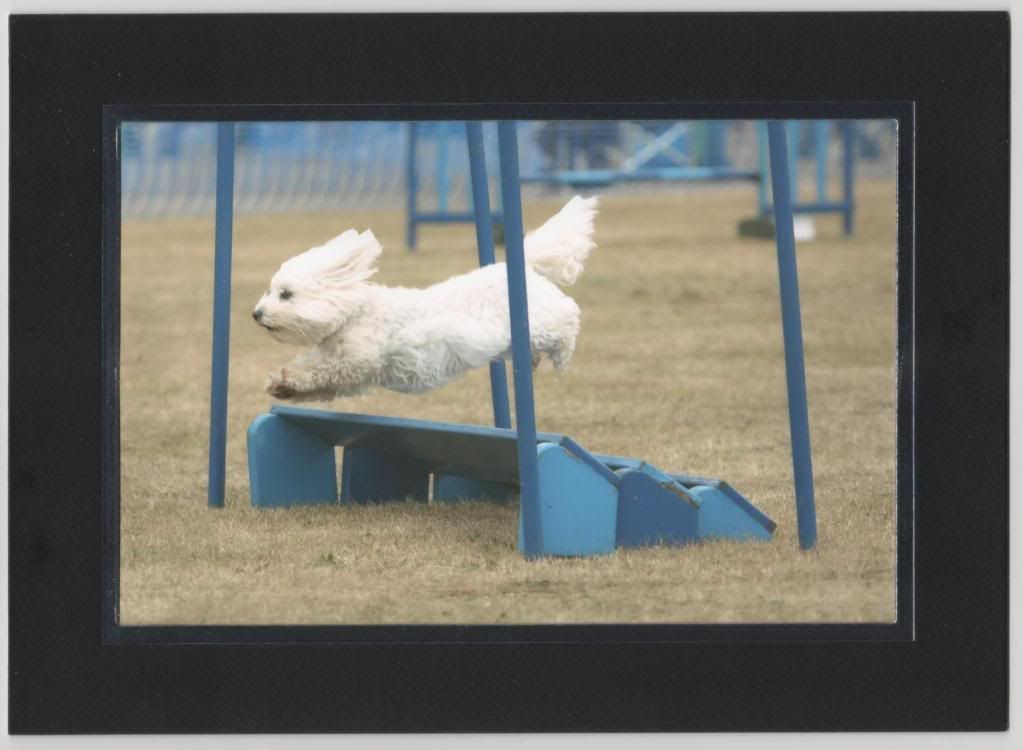 StotfoldSummerjumping.jpg