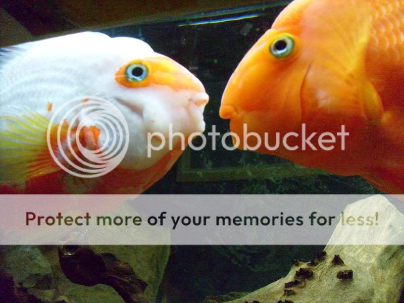 Picture647.jpg