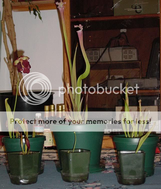Pitcherplants.jpg