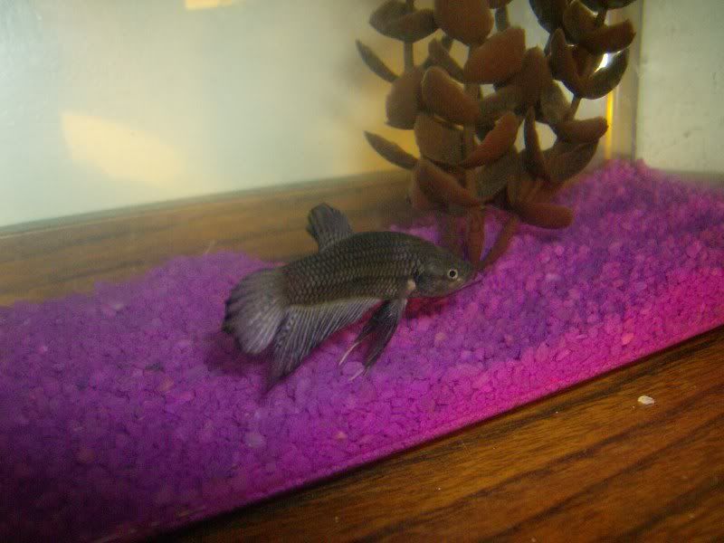 NewFish021.jpg