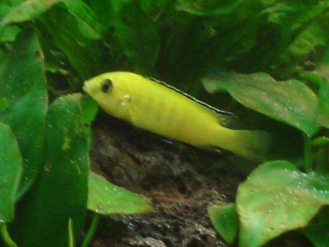 fish022.jpg