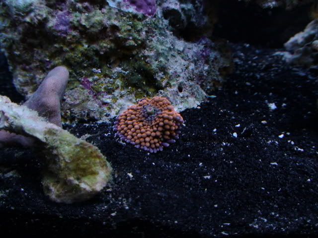 DSC01116.jpg