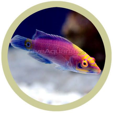 MysteryWrasse.jpg