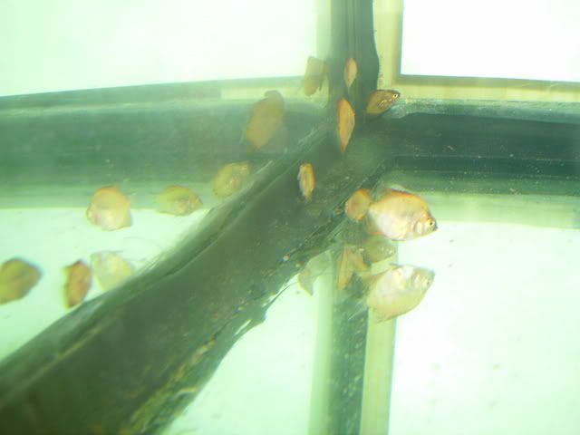 hllfry36daysfs031.jpg
