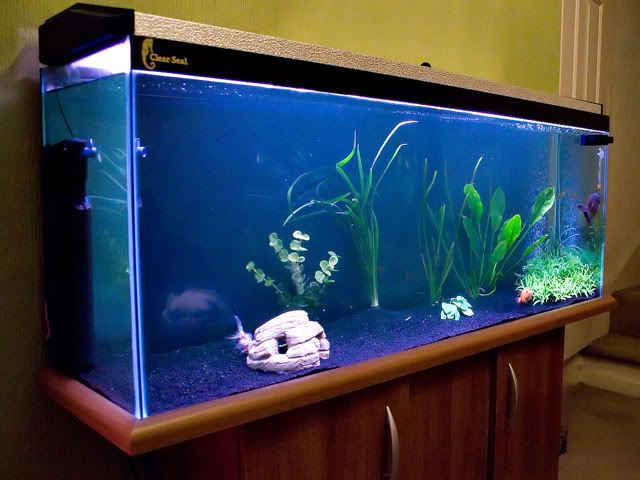 Fish0006.jpg