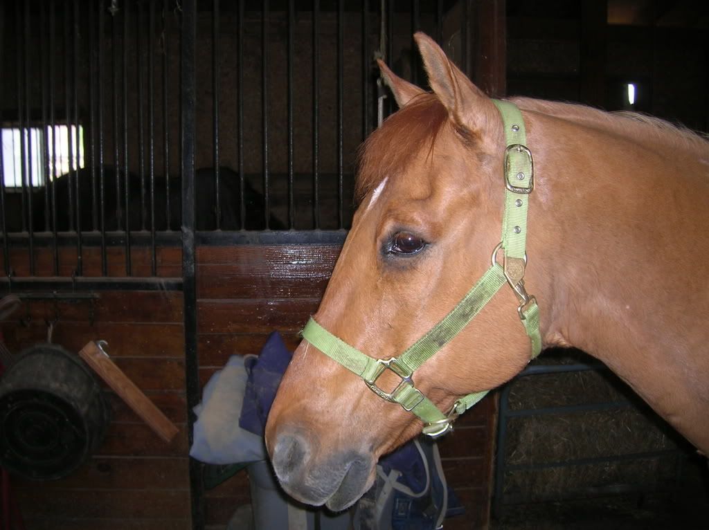 horses12007.jpg