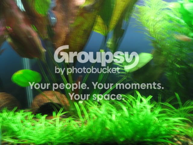 photobucket016.jpg