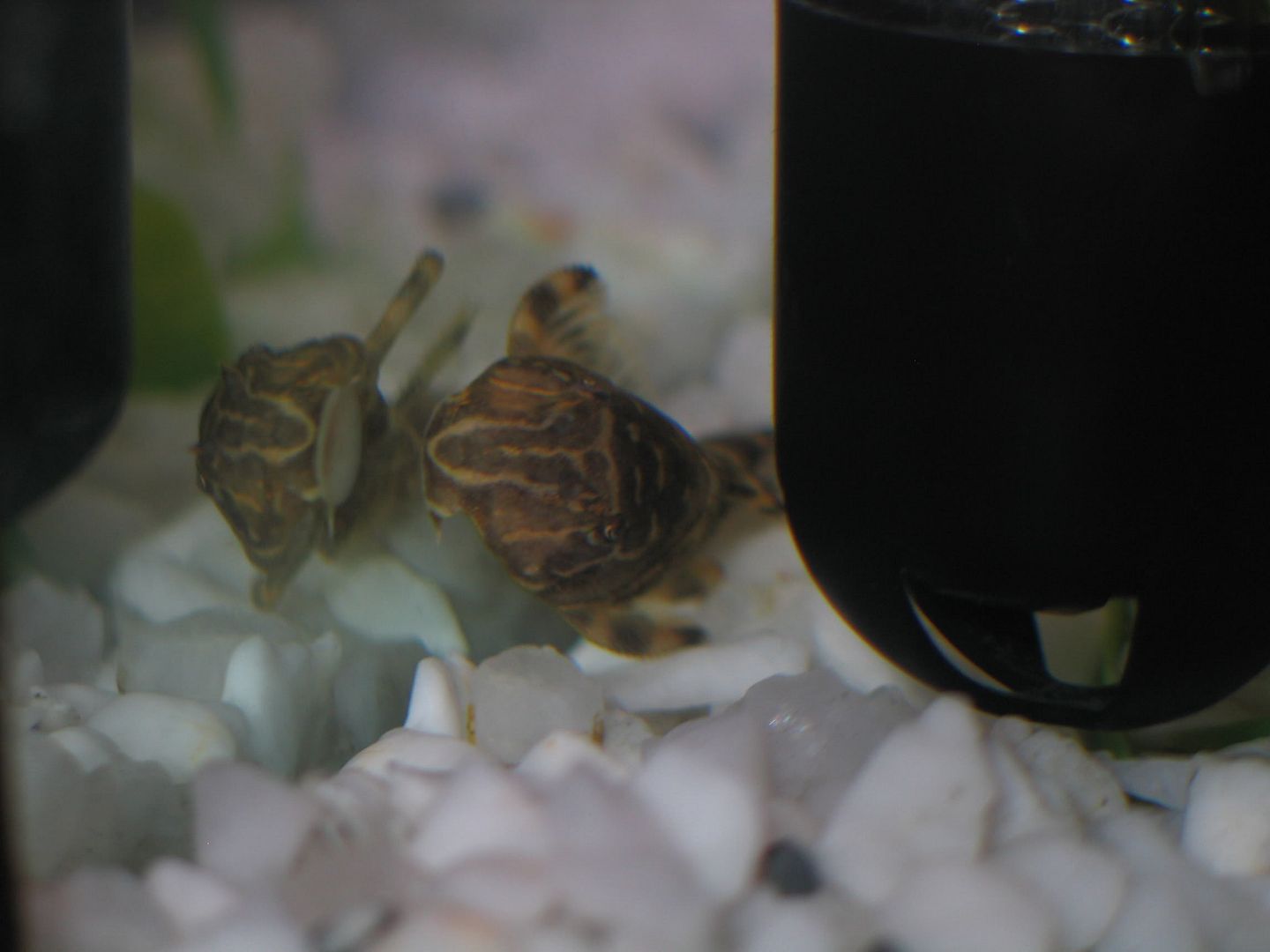 clownpleco.jpg