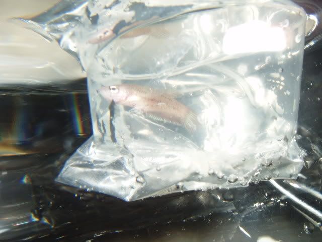 Synirrbabies011.jpg