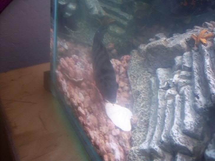 Cichlid7.jpg