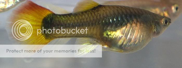 guppy2.jpg