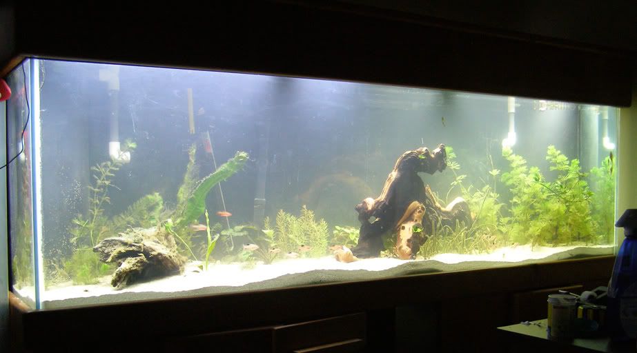 aquascapev2fulltank.jpg