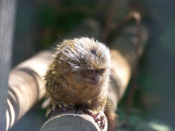 pygmymarmoset.jpg