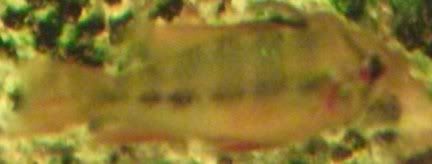 Dscf0592.jpg