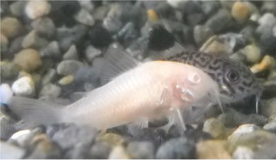 AlbinoCatfish007.jpg