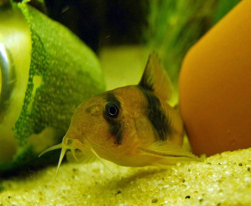 Corydorasweitzmani.jpg