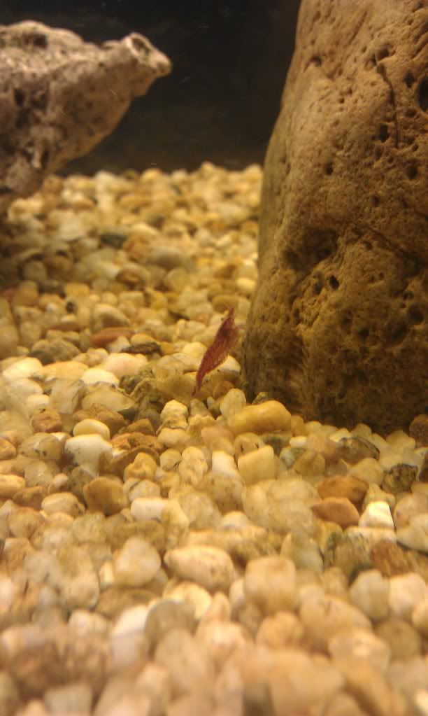 CherryShrimp.jpg