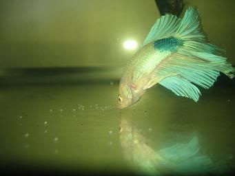 bettas032.jpg