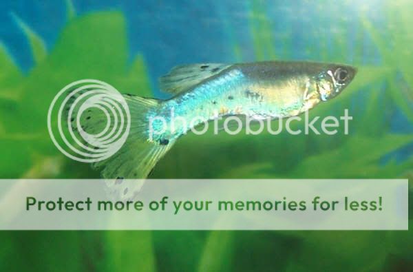 guppy15spots.jpg