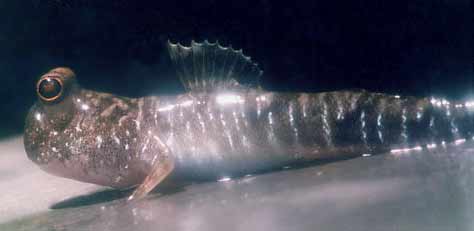 Periophthalmus_gracilis.jpg