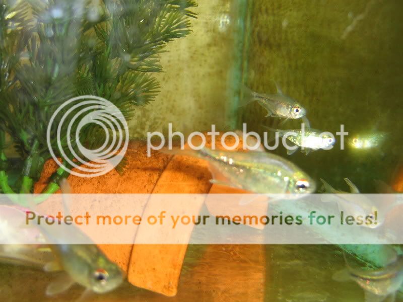 PictureorVideo420.jpg