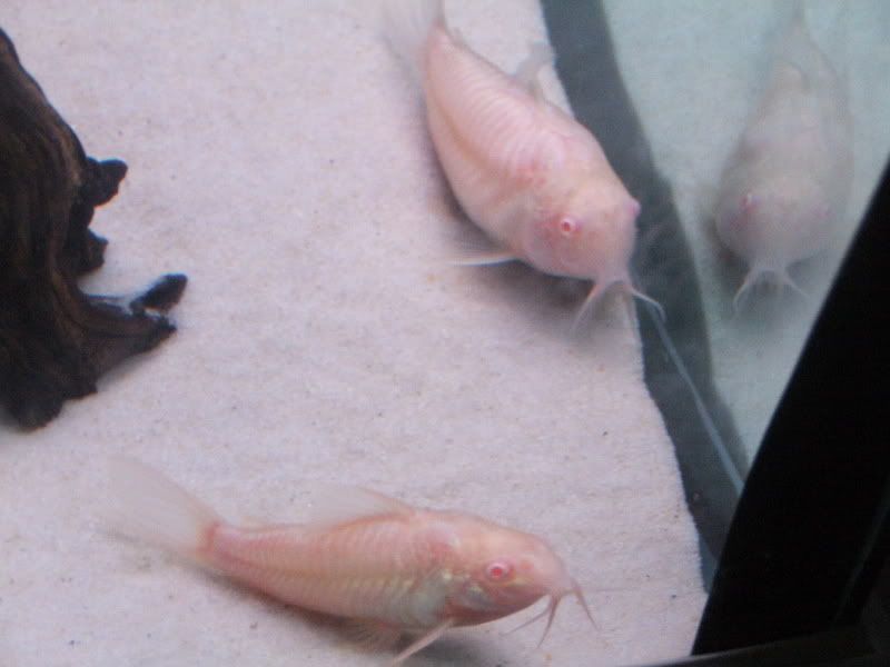 fish295.jpg