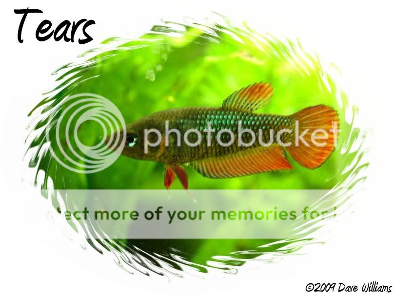 Tears.jpg