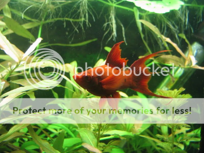 plantedtank012.jpg