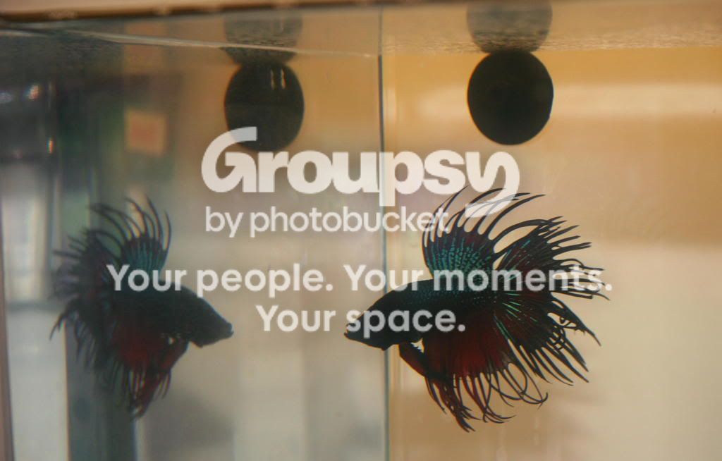 betta.jpg