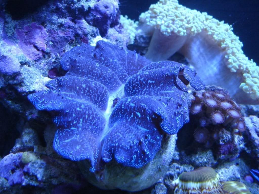 01-25-07Clam.jpg