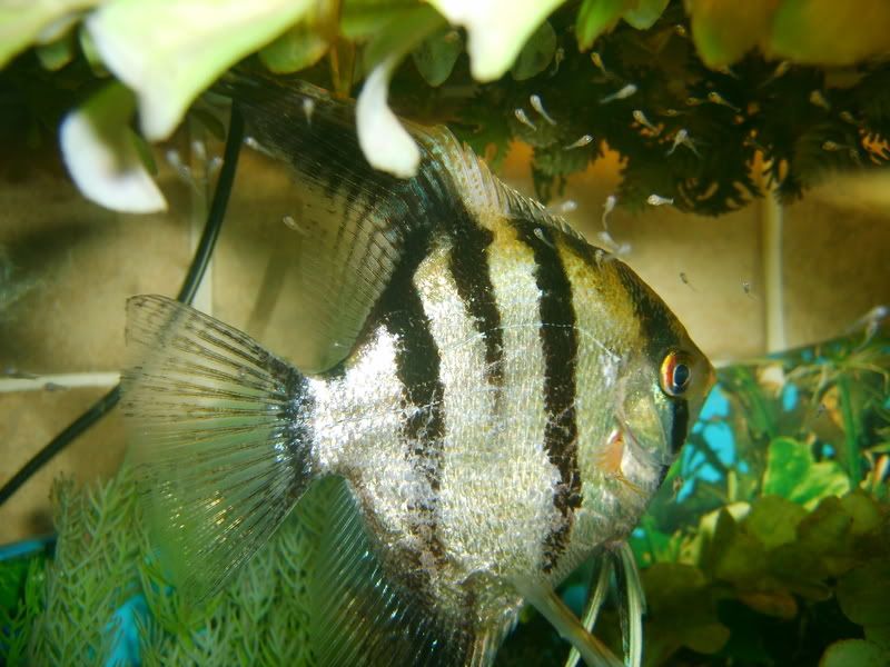 S5003005.jpg