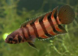 Microctenopoma_ansorgii.jpg